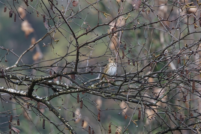 <%rYC,Olive-backed Pipit%>