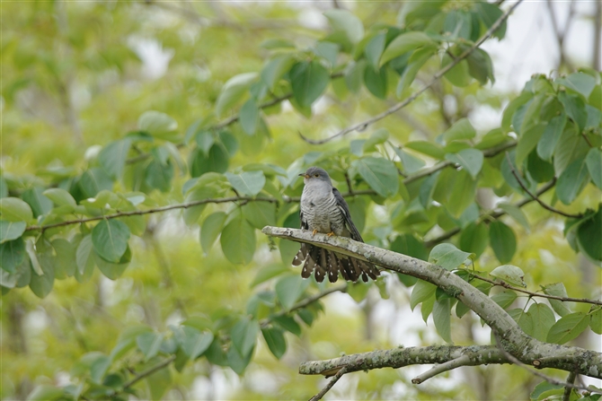 <%cch,Oriental Cuckoo%>