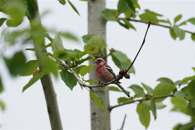 <%xj}VR,Long-tailed Rosefinch %>