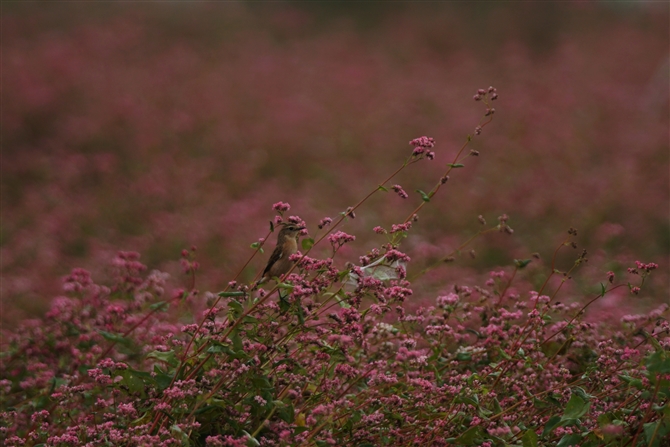 <%mr^L,Common Stonechat%>