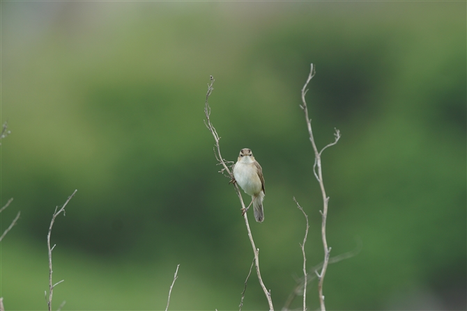 <%RVL,Black-Browed Reed Warbler%>