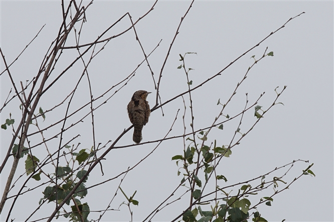 <%AXC,Eurasian Wryneck%>