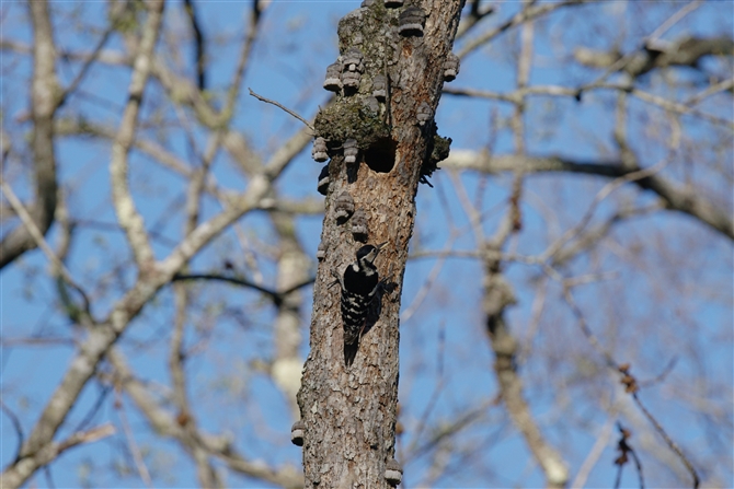 <%~IIAJQ,White-backed Woodpecker %>