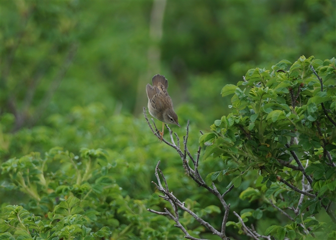 <%V}ZjE,Middendorff's Grasshopper Warbler%>