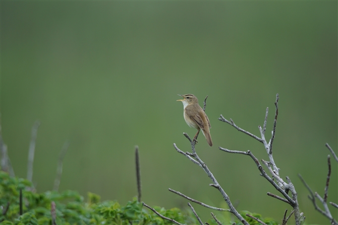 <%RVL,Black-Browed Reed Warbler%>