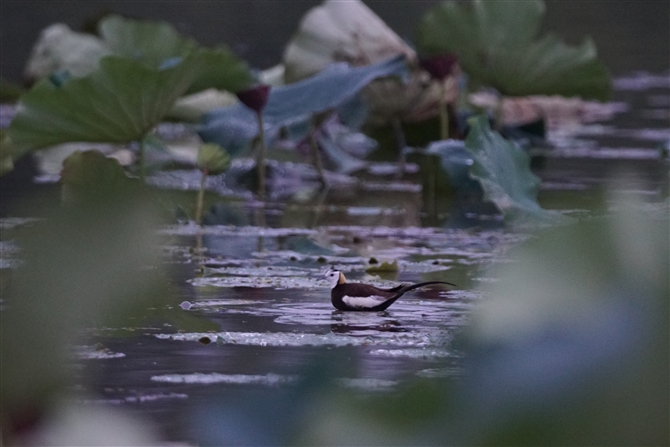 <%JN,Pheasant-tailed Jacana%>