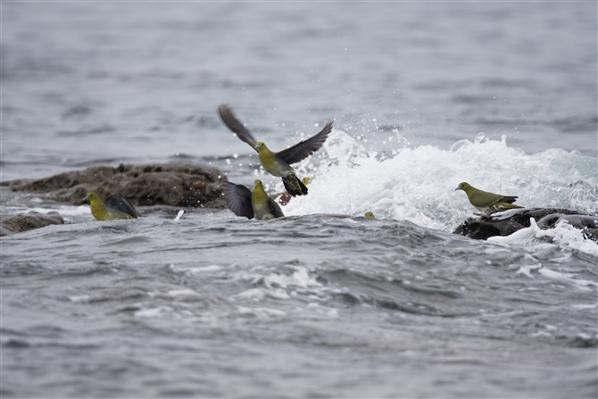 <%AIog,White-bellied Green Pigeon%>