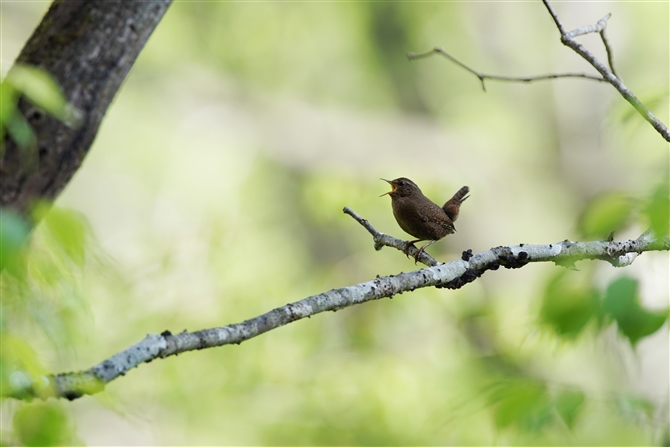 <%~\TUC,Winter Wren %>