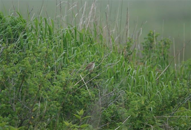 <%V}ZjE,Middendorff's Grasshopper Warbler%>