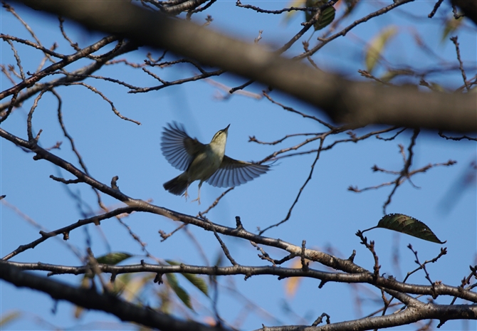 <%VNC,Wood Warbler%>