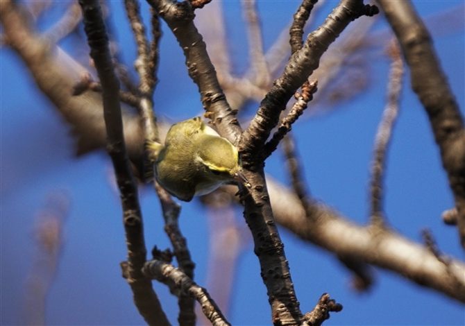 <%VNC,Wood Warbler%>