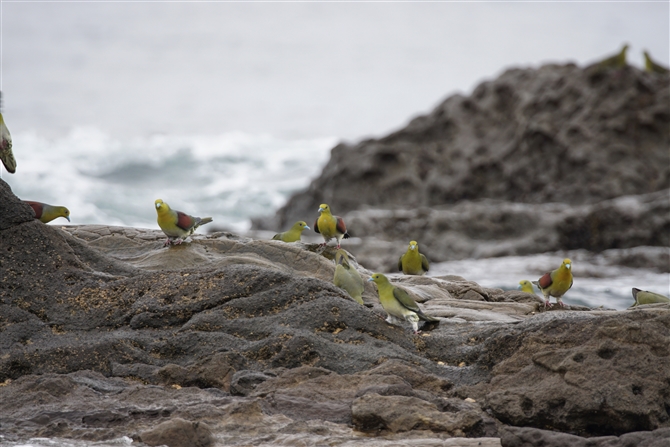 <%AIog,White-bellied Green Pigeon%>