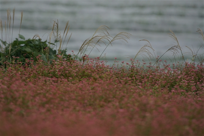 <%mr^L,Common Stonechat%>