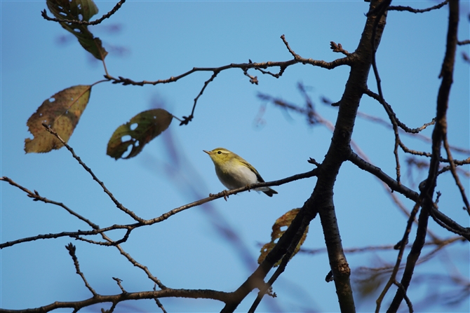 <%VNC,Wood Warbler%>