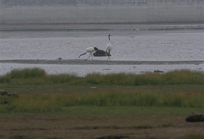 <%^`E,Red-crowned Crane %>
