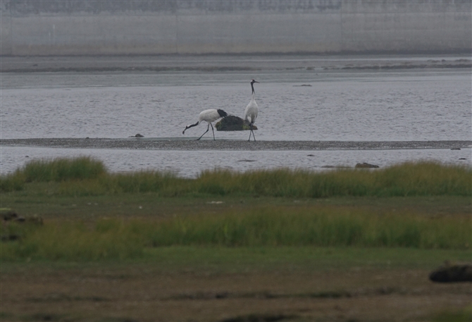 <%^`E,Red-crowned Crane %>