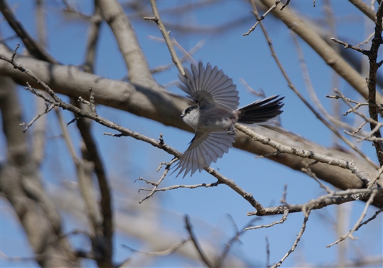 ܂̖쒹,쒹,GiK,Long-tailed Tit