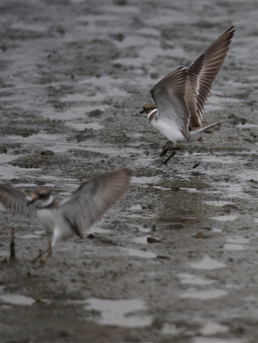 <%R`h,Little Ringed Plover%>