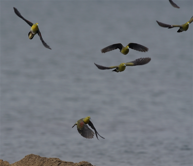 <%AIog,White-bellied Green Pigeon%>