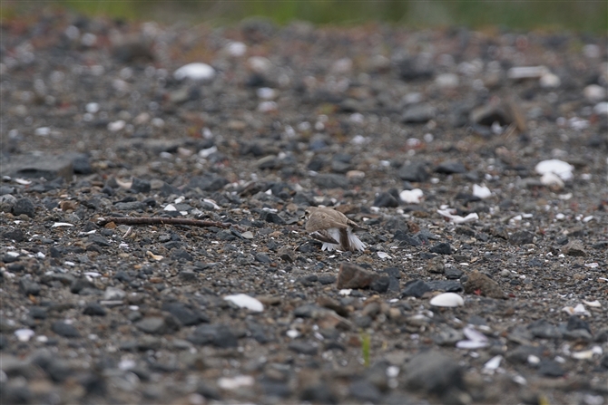 <%V`h,Kentish Plover%>