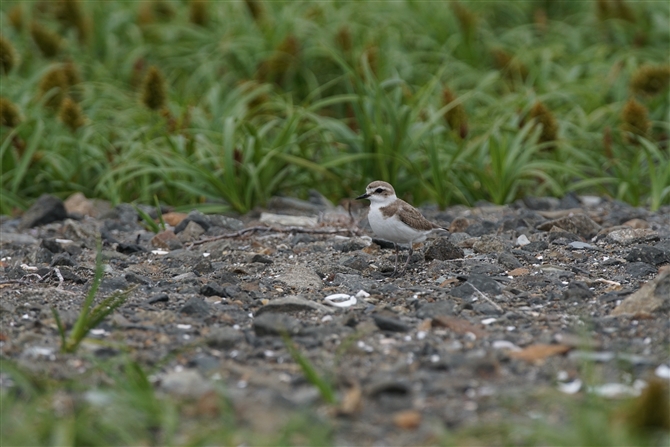 <%V`h,Kentish Plover%>