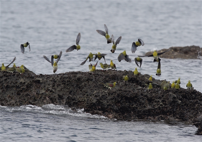 <%AIog,White-bellied Green Pigeon%>