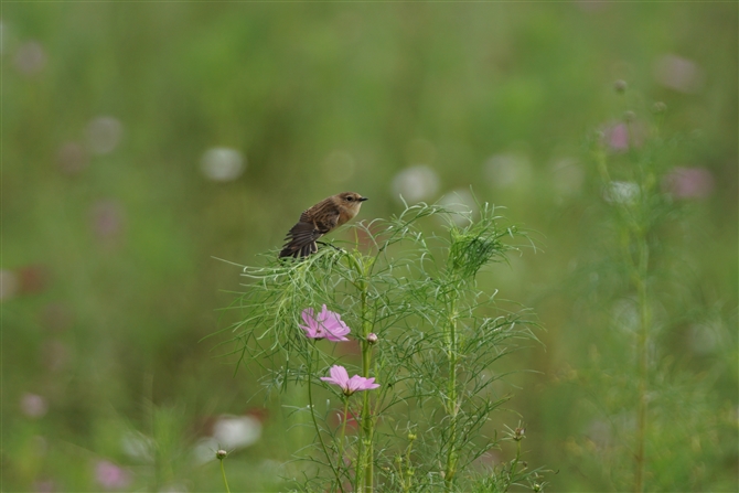 <%mr^L,Common Stonechat%>