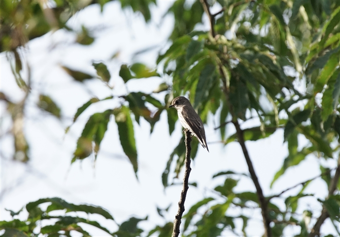 <%G]r^L,Grey-Streaked Flycatcher%>