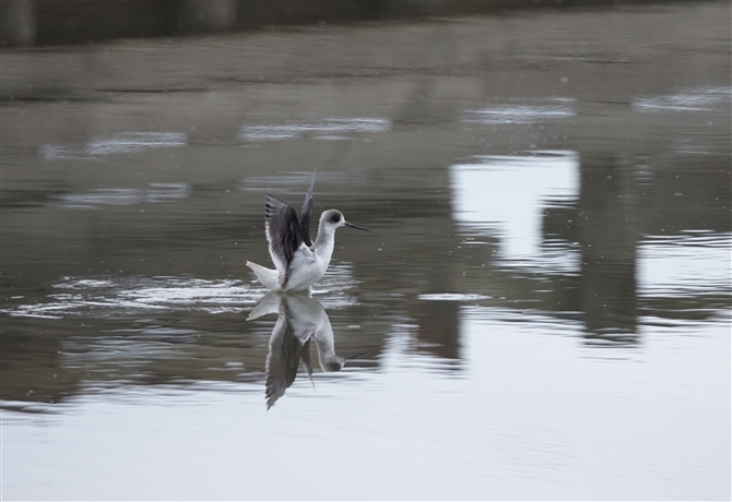 <%ZC^JVM,Black-winged Stilt%>