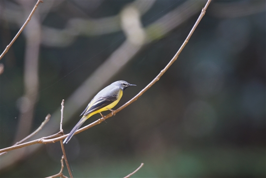 ܂̖쒹,쒹,LZLC,Grey Wagtail