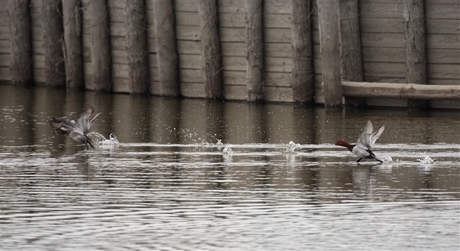 <%zVnW,Common Pochard%>