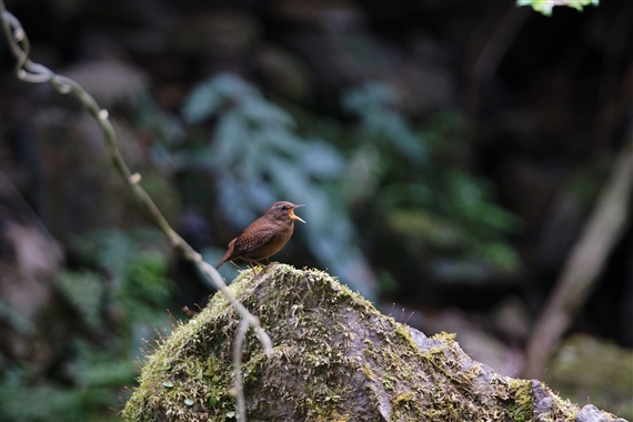 ܂̖쒹,쒹,~\TUC,Winter Wren