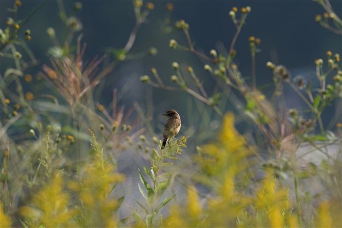 <%mr^L,Common Stonechat%>