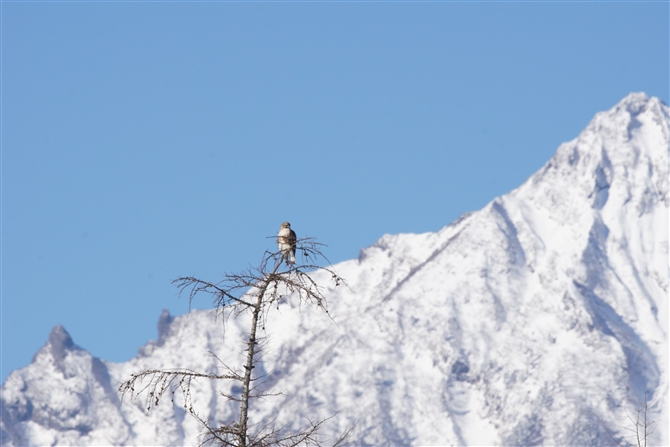 <%mX,common buzzard %>