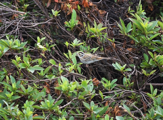 <%L}zEW,Yellow-browed Bunting%>