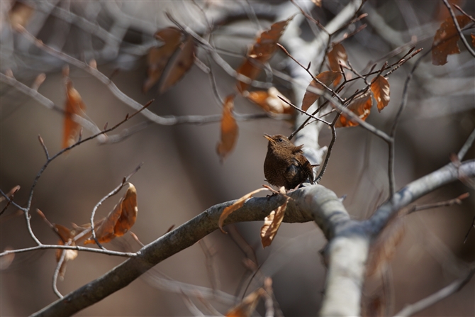 <%~\TUC,Winter Wren %>