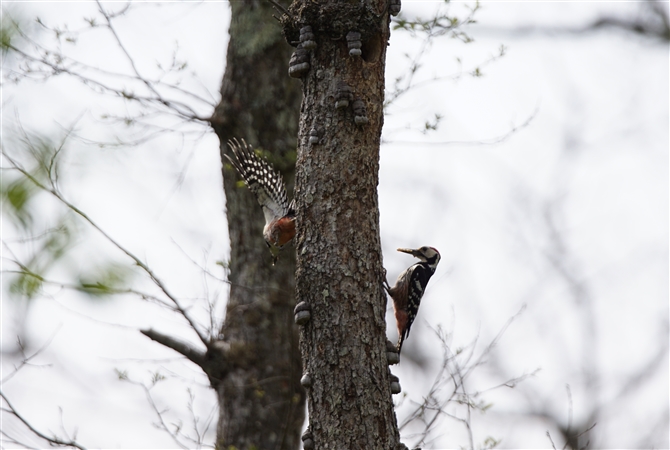 <%~IIAJQ,White-backed Woodpecker %>