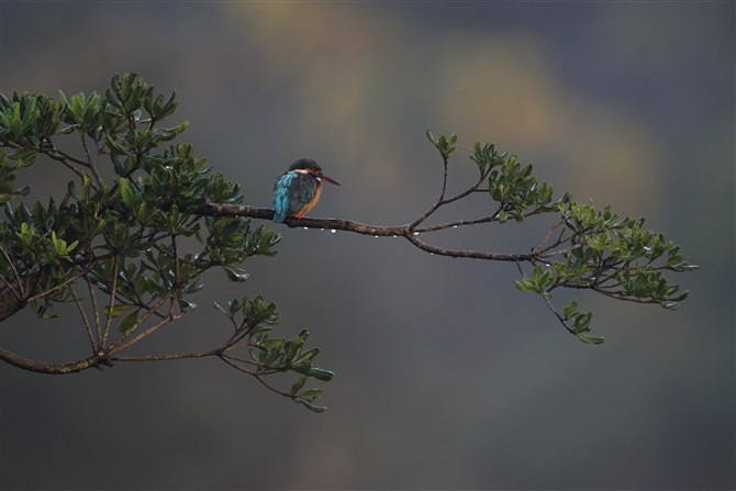 <%JZ~,Common Kingfisher%>