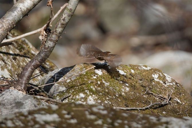 <%~\TUC,Winter Wren %>