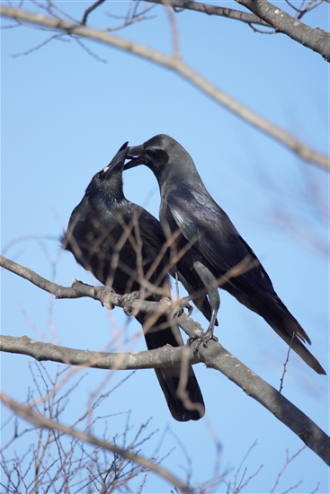 ܂̖쒹,쒹,nVugKX,Large-billed Crow