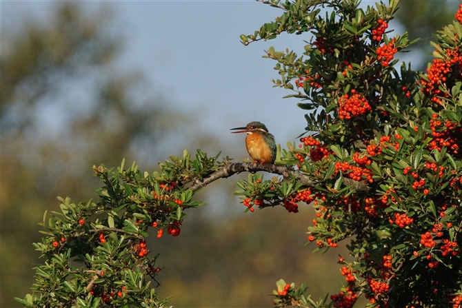 <%JZ~,Common Kingfisher%>