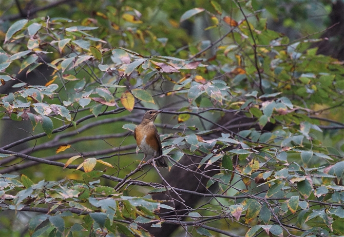 <%AJn,Brown-headed Thrush%>