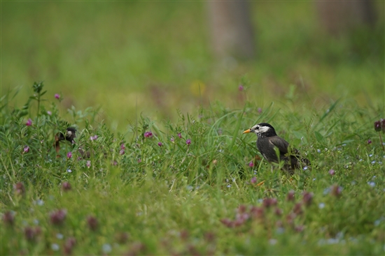 ܂̖쒹,쒹,Nh,White-cheeked Starling