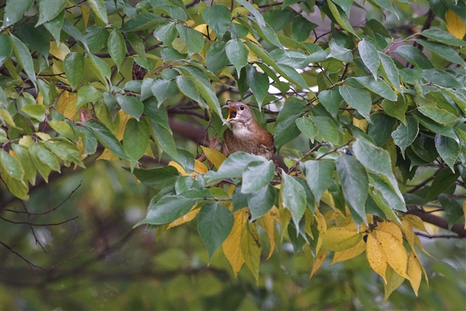 <%AJn,Brown-headed Thrush%>