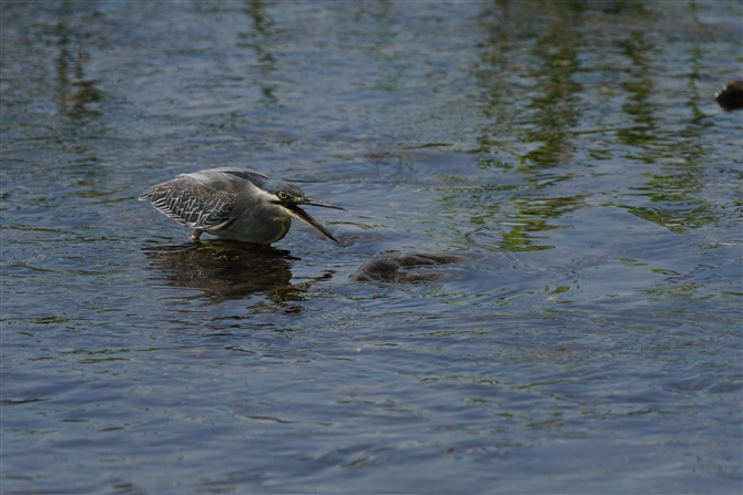 <%TTSC,Striated Heron%>