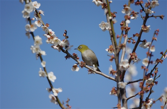 ܂̖쒹,쒹,W,Japanese White-eye