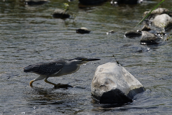 <%TTSC,Striated Heron%>