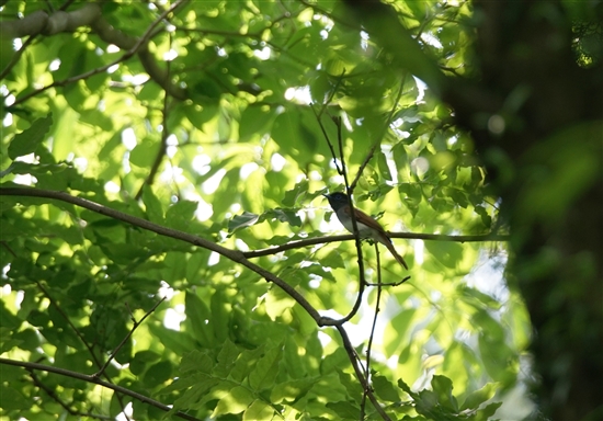 ܂̖쒹,쒹,TRE`E,Japanese Paradise Flycatcher