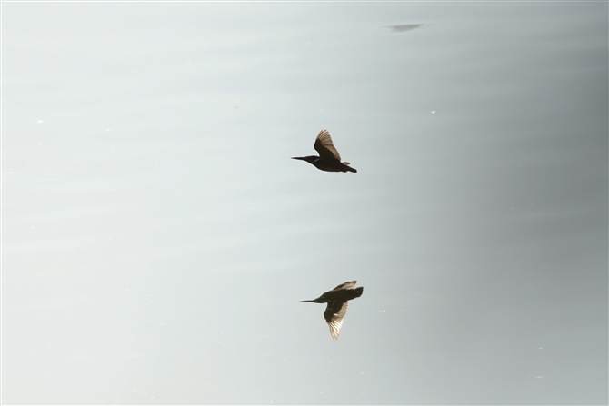 <%JZ~,Common Kingfisher%>