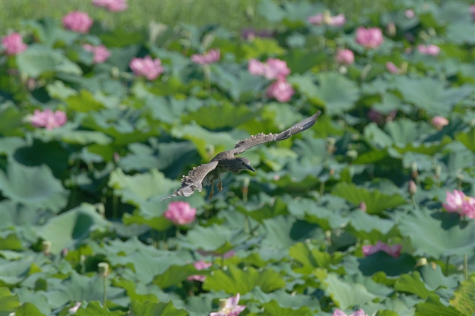 <%SCTM,Black-crowned Night Heron%>